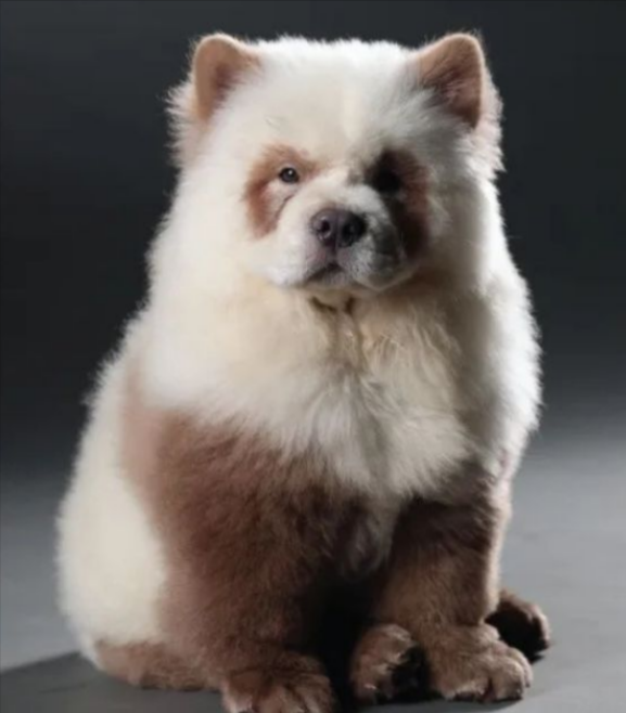 Та самая чау-чау за $ 3,25 млн