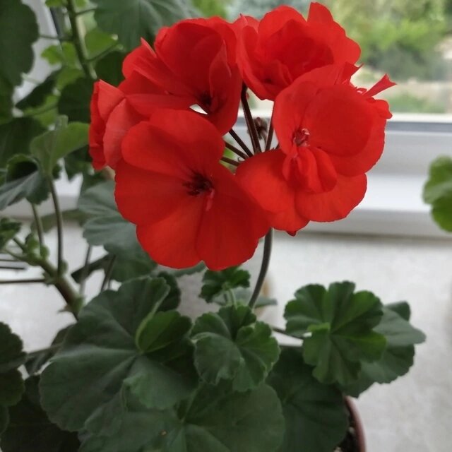 Первое цветение черенков зональной пеларгонии