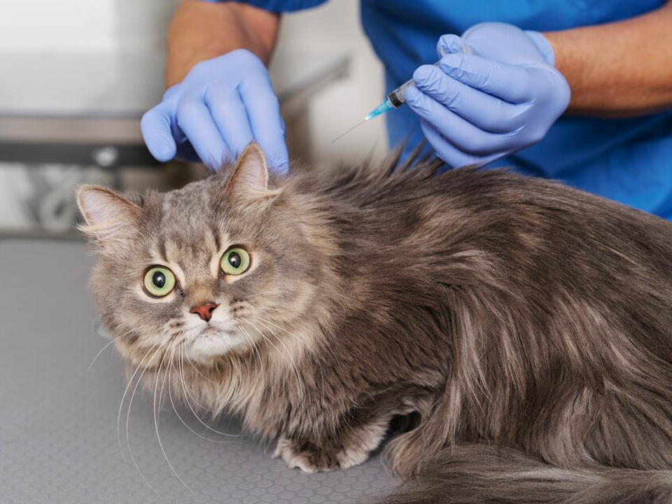     Фото: freepik.com