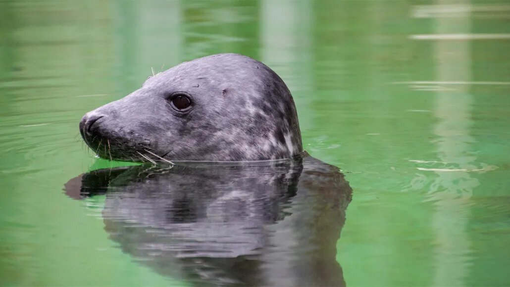    Sea Mammal Research Unit, University of St. Andrews