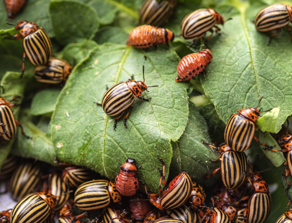 Жуки на картошке