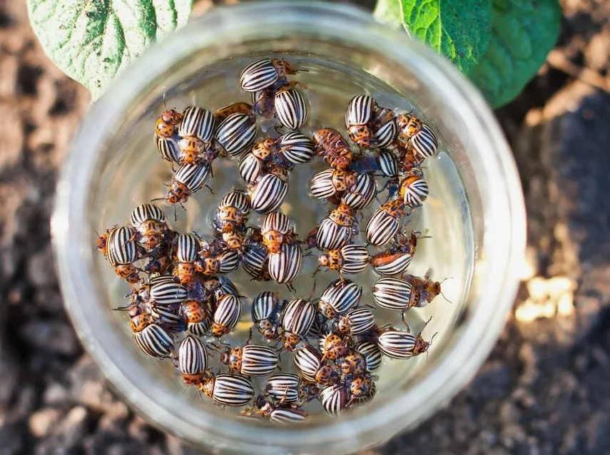 Настой из жуков