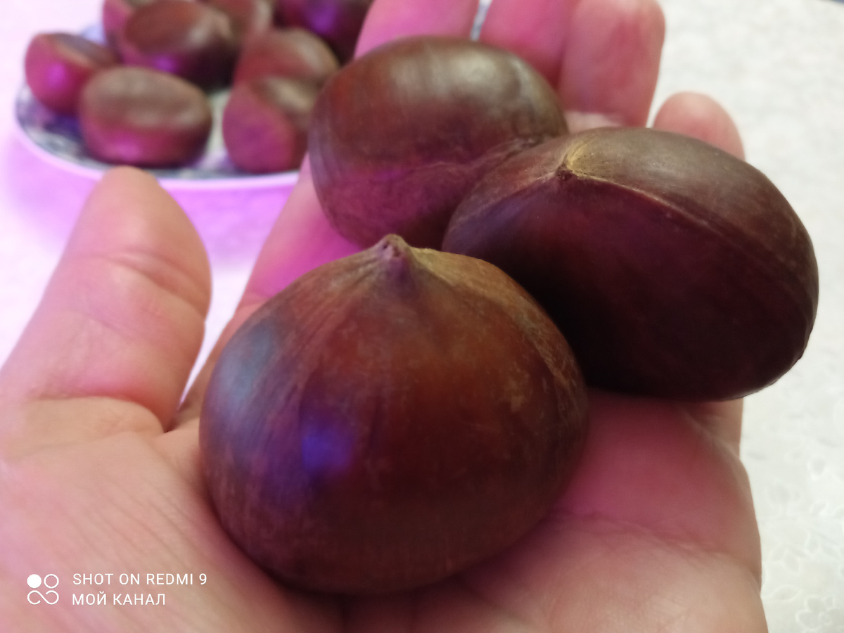 Крупные каштаны. Похожи на импортные, не кавказские. Фото автора.