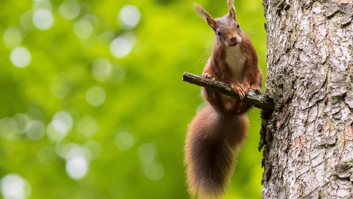 https://www.zastavki.com/pictures/originals/2015/Animals___Beasts_Squirrel_on_a_branch_of_a_tree_105637_.jpg