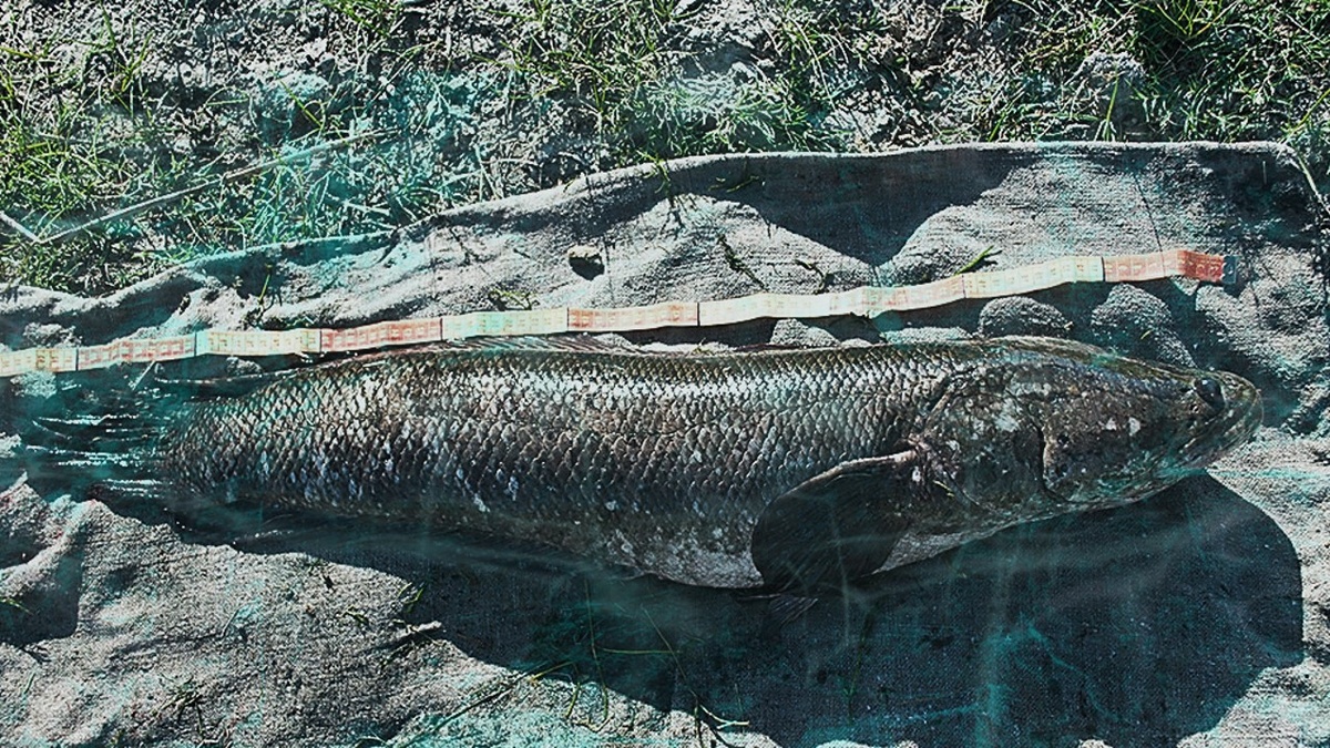 Самая страшная рыба России и 10 кг ярости: Амурский змееголов. (Кофейные мысли)