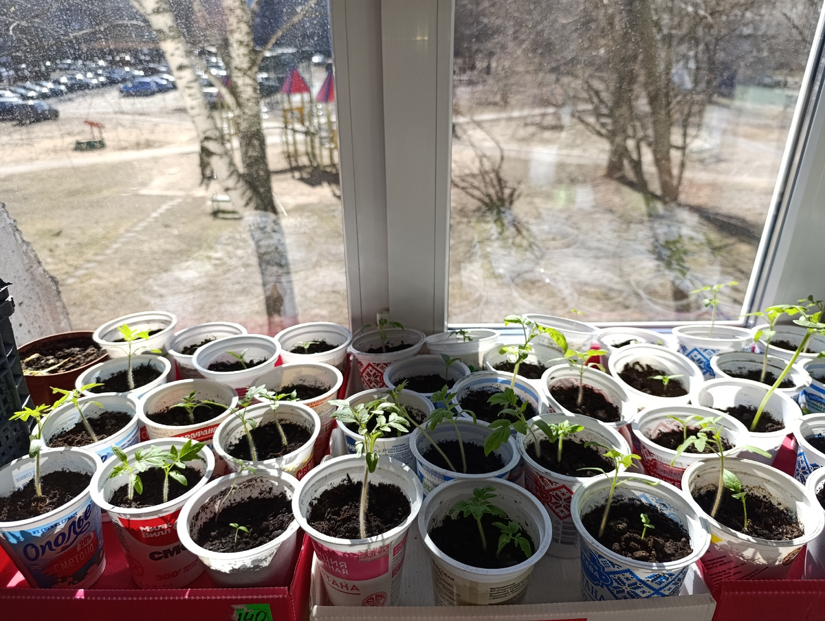 Стаканчики с двумя ростками и с одиночными всходами