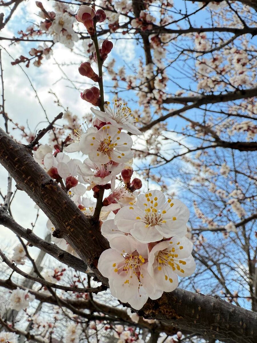 Цветёт абрикос 