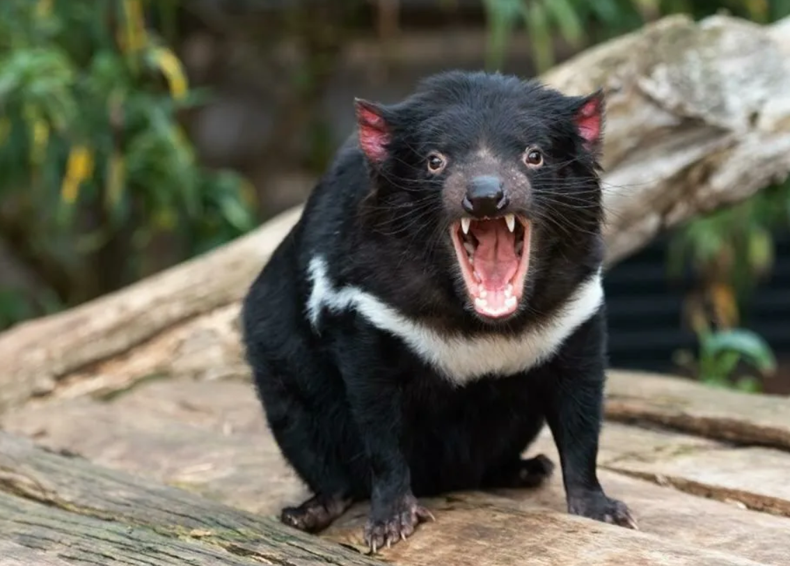 Тасманский дьявол