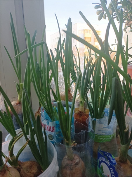 Записки хозяйки Дома для людей, оказавшихся в сложной жизненной ситуации, - «Ремесло добра» // Илл.:фото автора