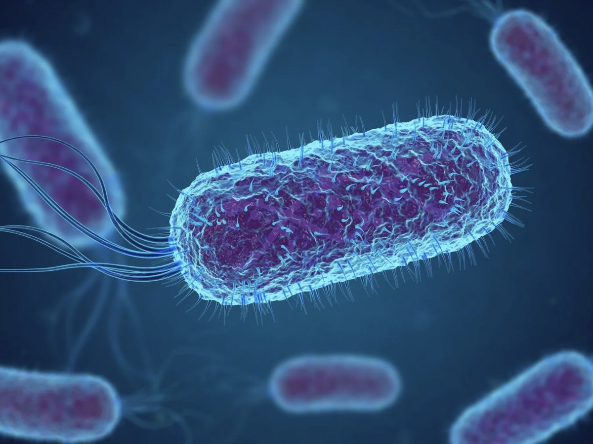    Выведена бактерия для создания биоразлагаемого пластика