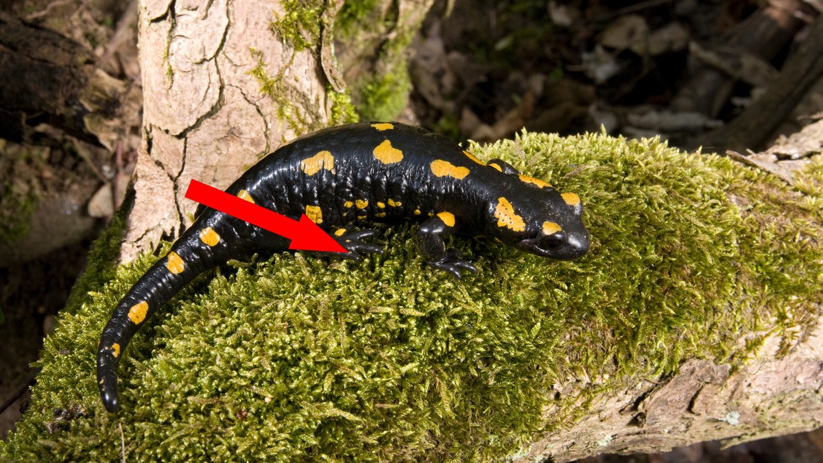    Восстановление утраченного: как эксперимент "Регенерация" меняет представления о теле