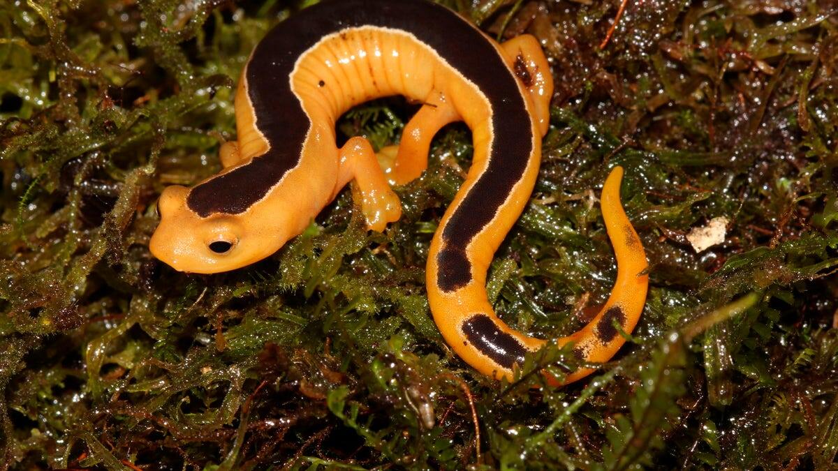    Восстановление утраченного: как эксперимент "Регенерация" меняет представления о теле