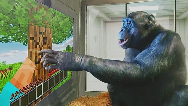 *Фото шимпанзе Канзи