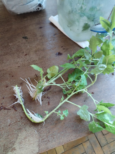 Вот такие корешки- не чета рассаде!))))