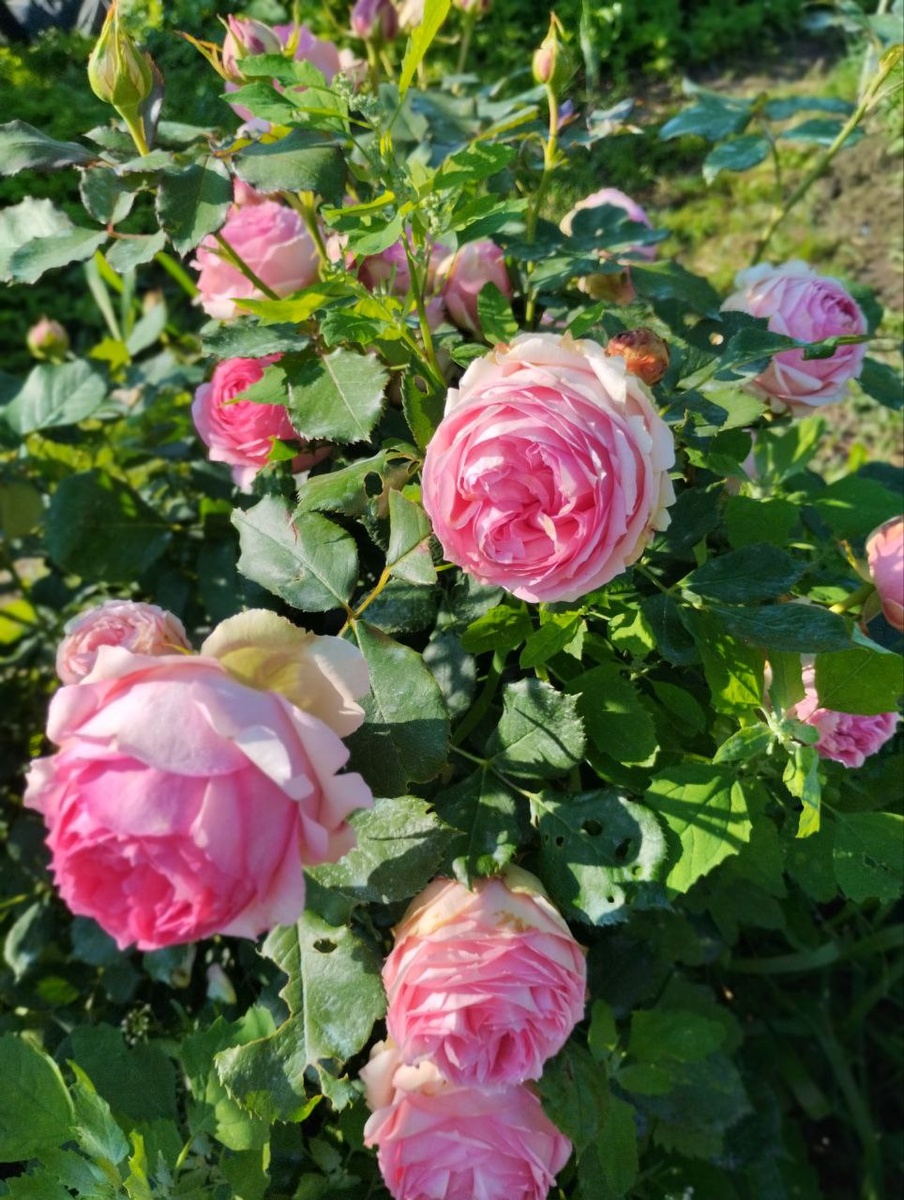 Она, та самая, из за которой весь сырбор