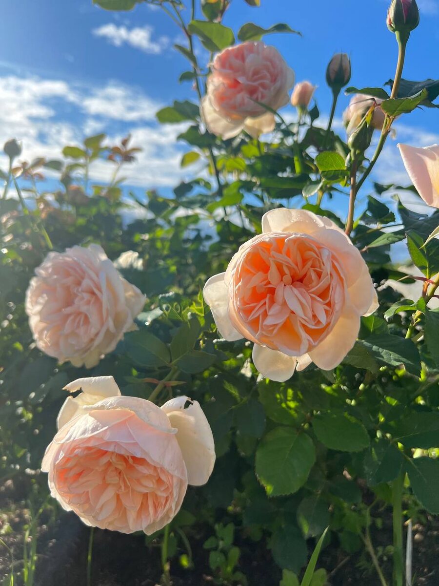 Бэль Романтик одна из соседок, той самой .... Которая ... не Аххх