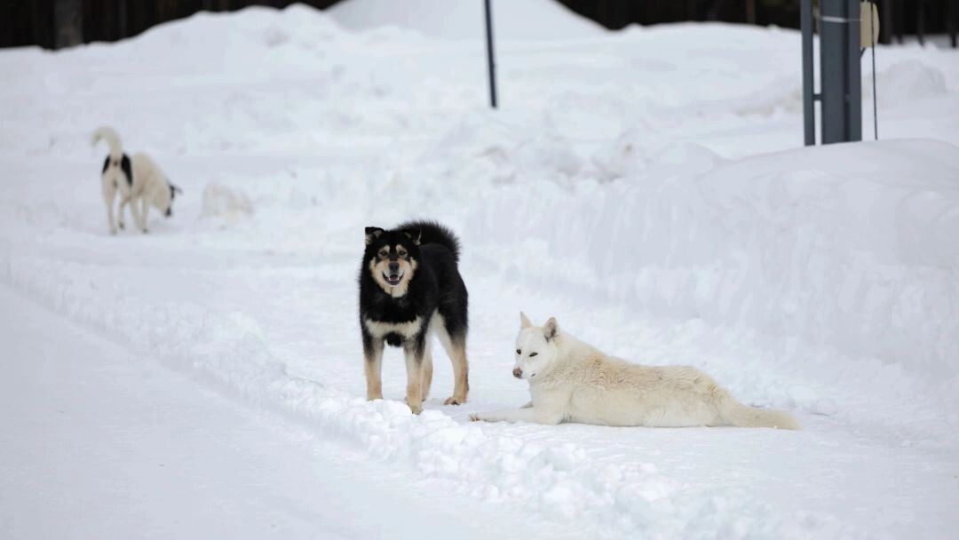    Фото: Юлия Чудинова/«Ямал-Медиа»