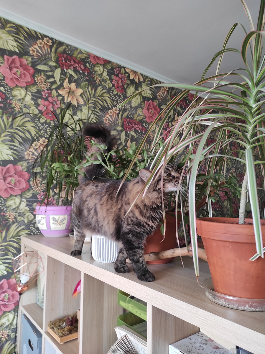 Караул! Цветы жрут