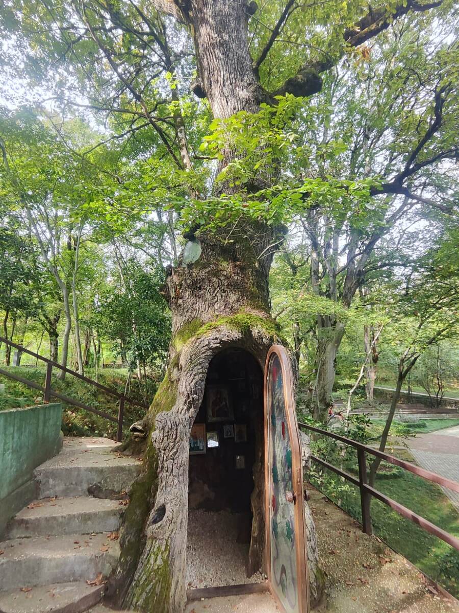 Часовня Архангела Михаила внутри дуба. Ботанический сад, Кутаиси, Грузия