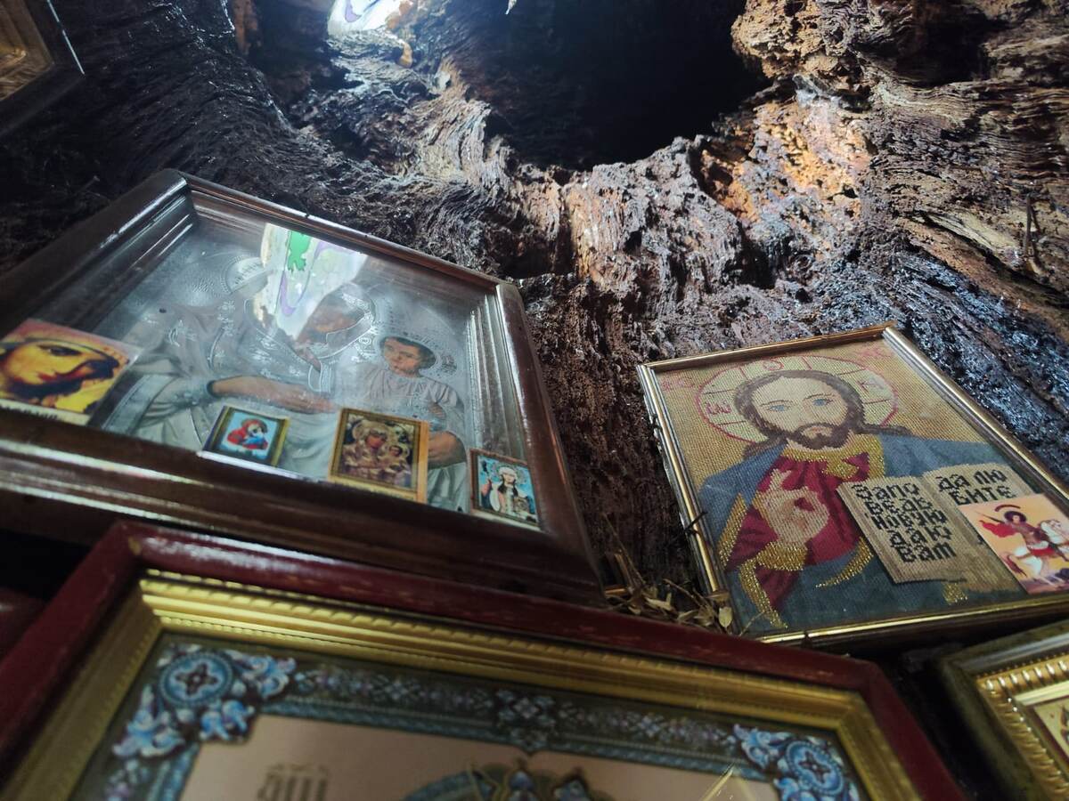 Часовня Архангела Михаила внутри дуба. Ботанический сад, Кутаиси, Грузия