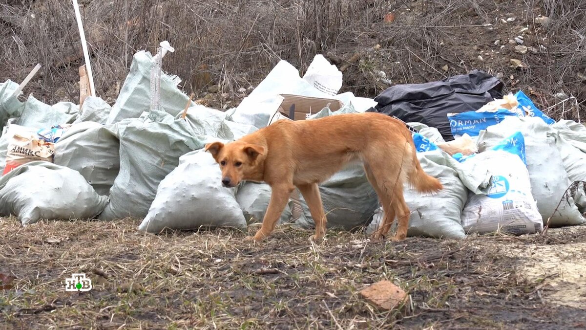    Эвтаназия или стерилизация: что делать с    собаками-убийцами