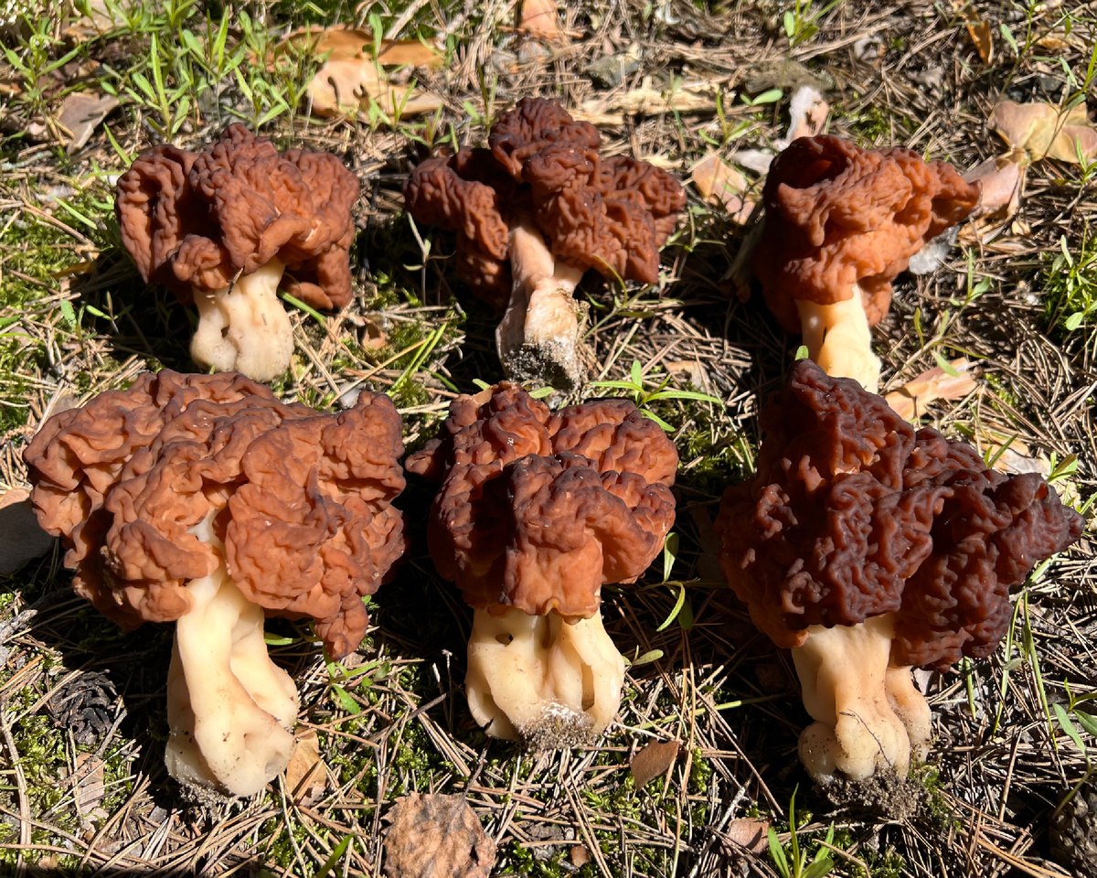 Строчок обыкновенный (Gyromitra esculenta) 