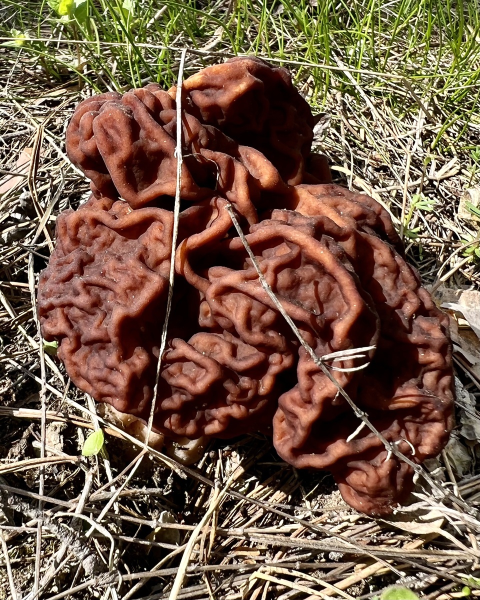 Строчок обыкновенный (Gyromitra esculenta) 