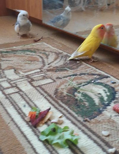 С пола есть вкуснее, поэтому всю вкуснятину сбросили на пол.