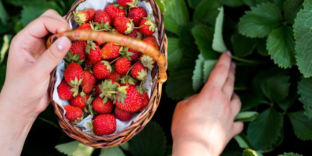 Как предотвратить нападение долгоносиков на клубнику: полезные советы