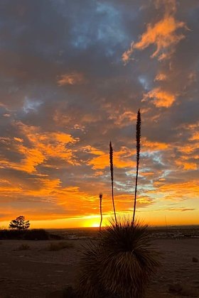    Пустыня в окрестностях Эль-Пасо. Фото: B575 / Wikimedia Commons
