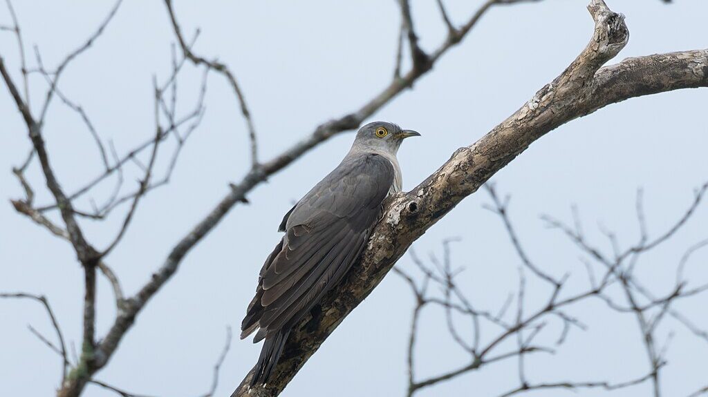    24 марта принято загадывать желание под первое пение кукушки. Фото: Wikimedia Commons