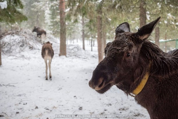 Жители первой в мире лосефермы. Фото: Голландец в России