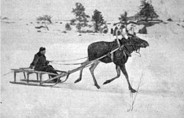 Фото: архив лосефермы в Якше