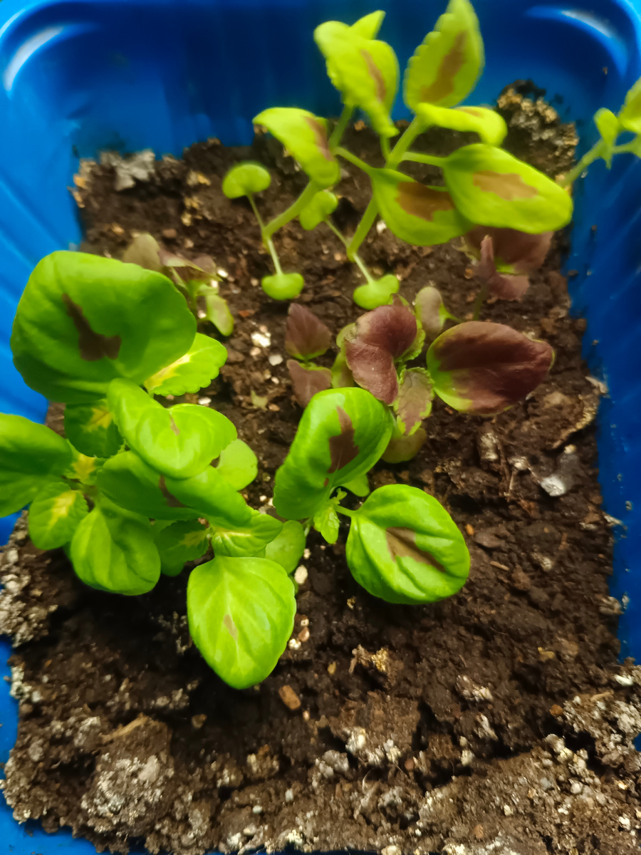 Мои первые колеусы. На редкость беспроблемная всхожесть.Фото из личного архива автора