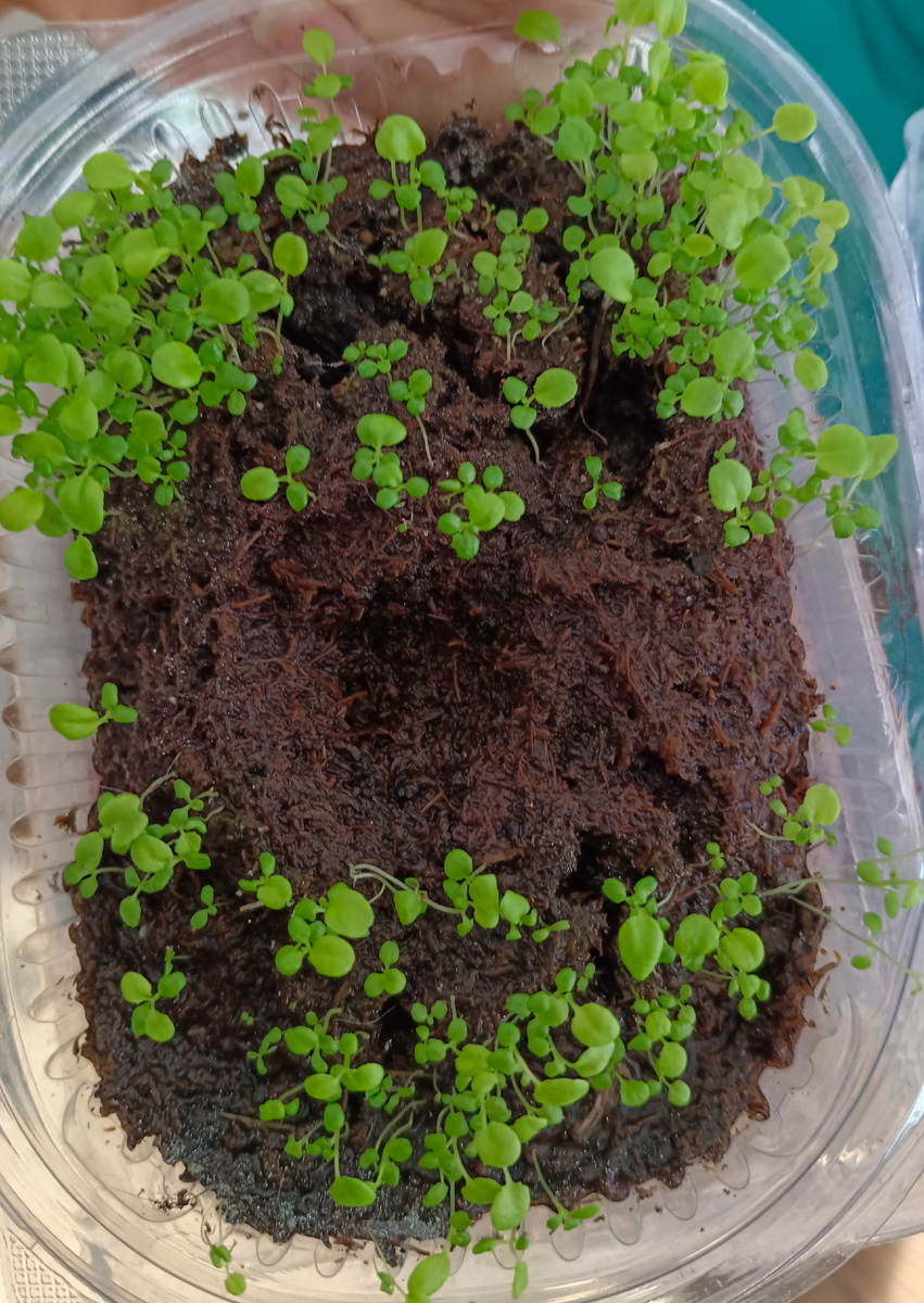 Лобелия - может когда хочет! Фото из личного архива автора