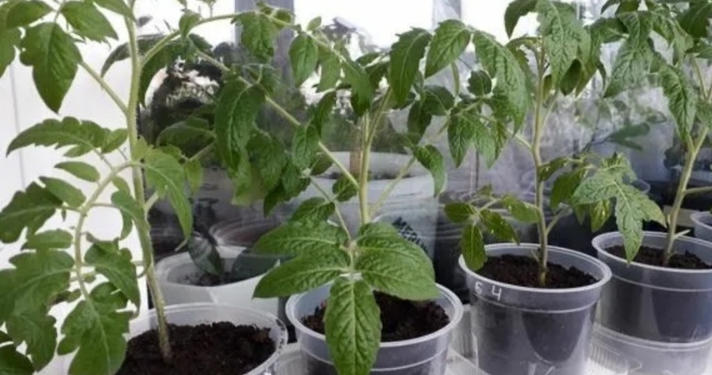 5 эффективных подкормок для рассады. Секрет получения крепкой и здоровой рассады.