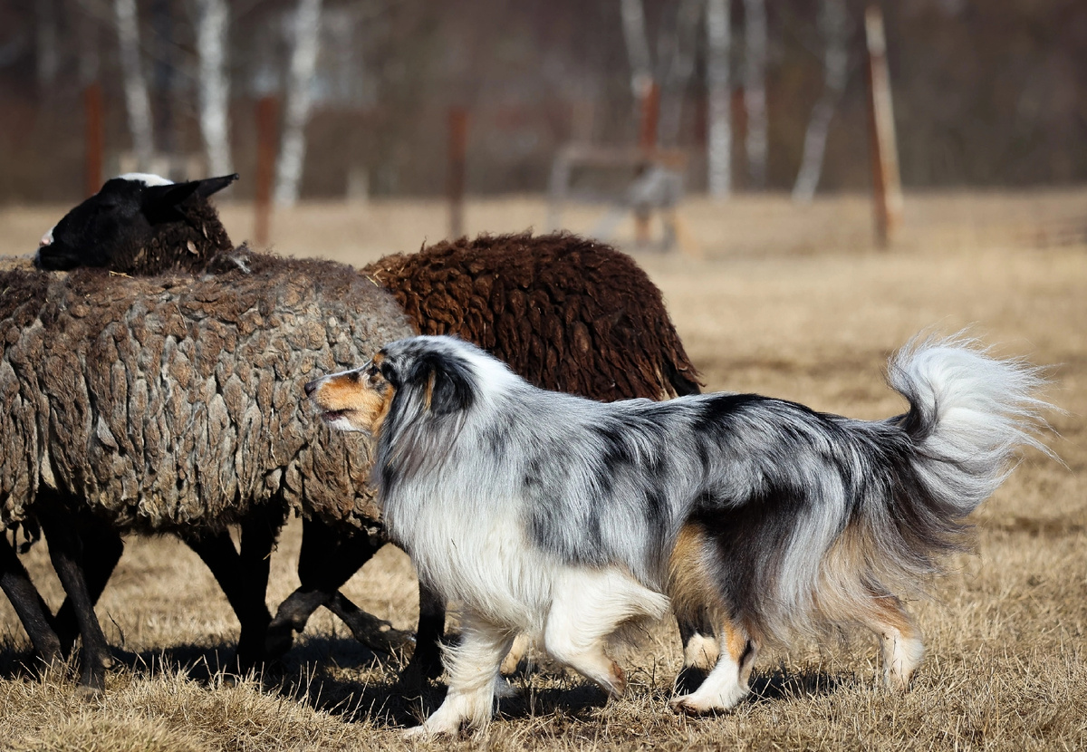 Пастух в деле 💪🐑