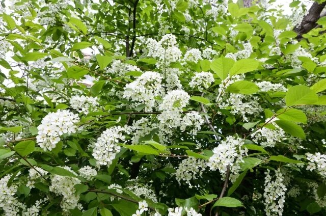    Когда зацветет черемуха в Москве в 2025 году?