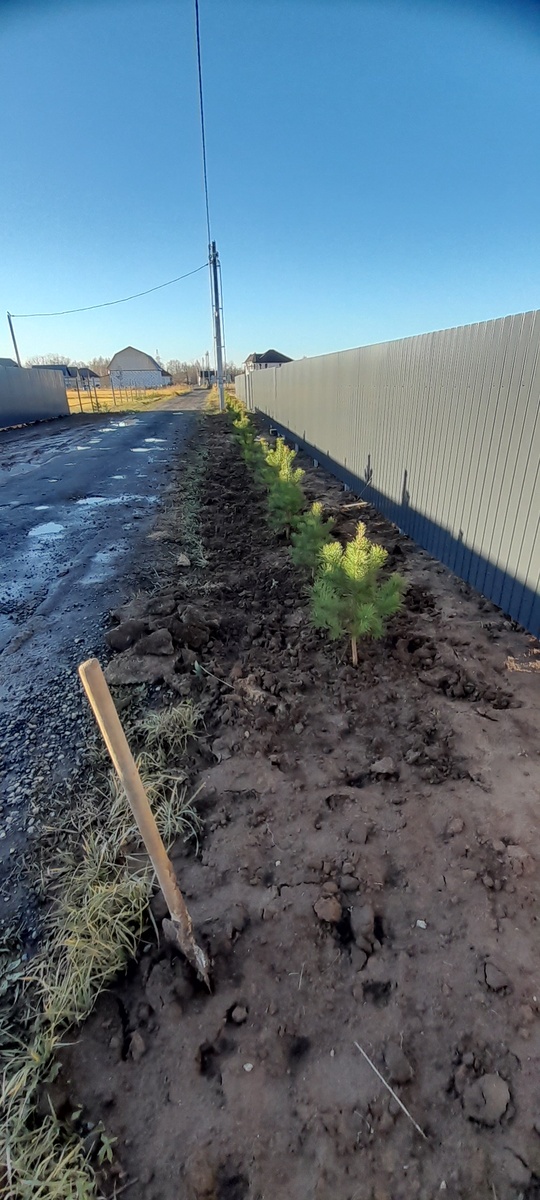 Расстояние между деревьями оставил для получения живой изгороди