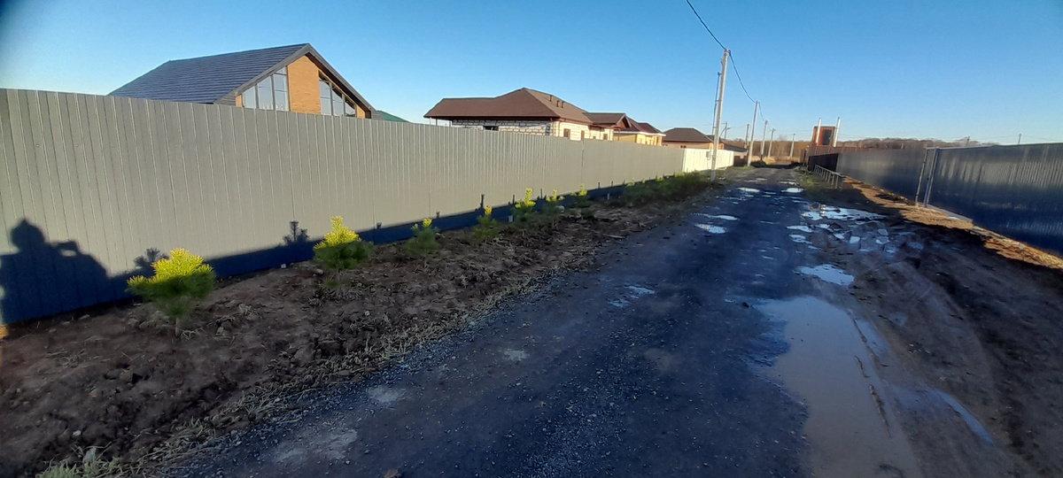 С ростом деревьев ,буду выделять время на прищипку и уходом за этим замечательным зелённым созданием.увидев мою высадку два соседа по улице также решили высадить сосну