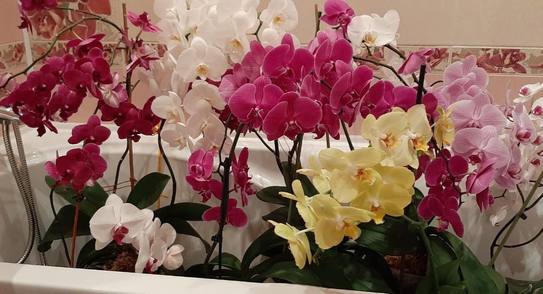 Я нашла вам старое фото маминых орхидей - так они цвели у нее, когда их было 7 штук, они сидела в горшка х по 5-6 л и в посадке было добавлено немного простой земли