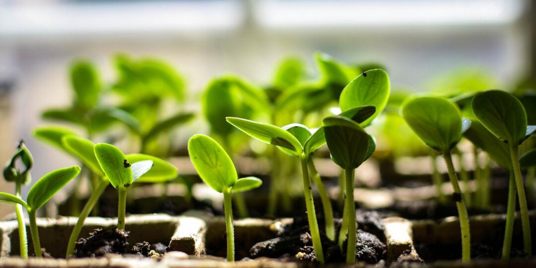 Не лейте воду просто так — рассаде нужно совсем другое