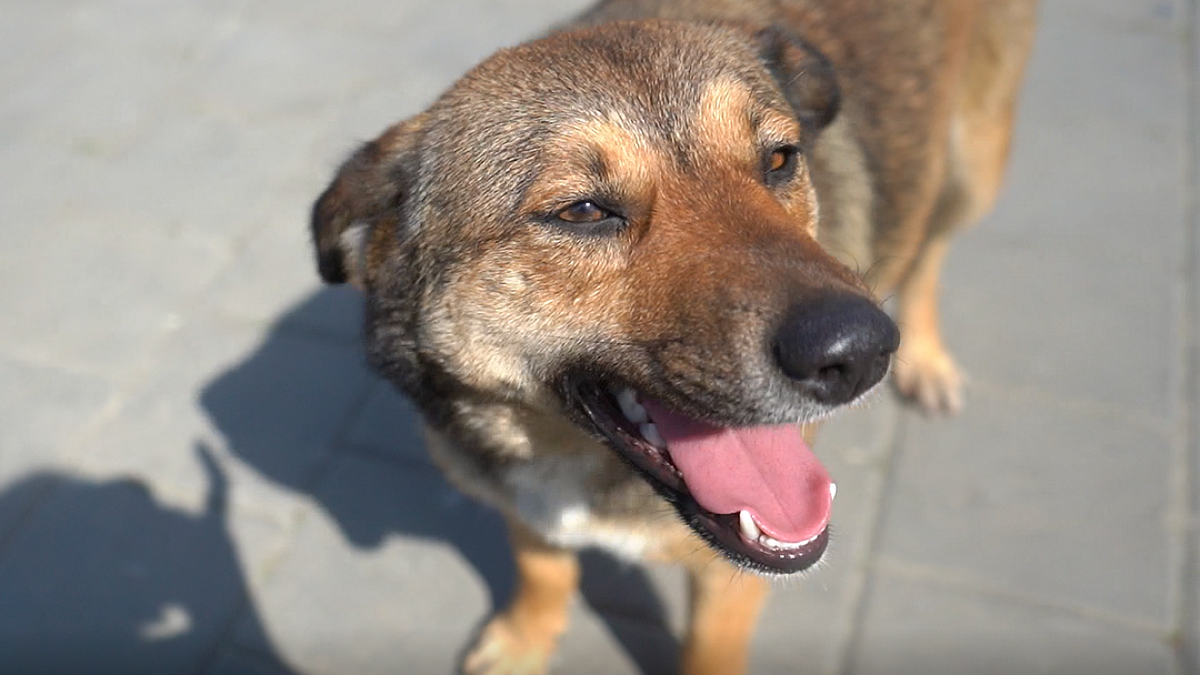    Фото: телеканал «Краснодар»