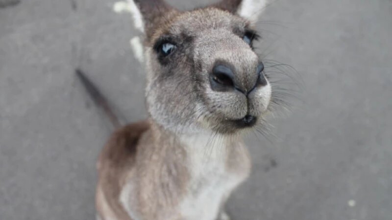     Австралия. Кенгуру. СС0