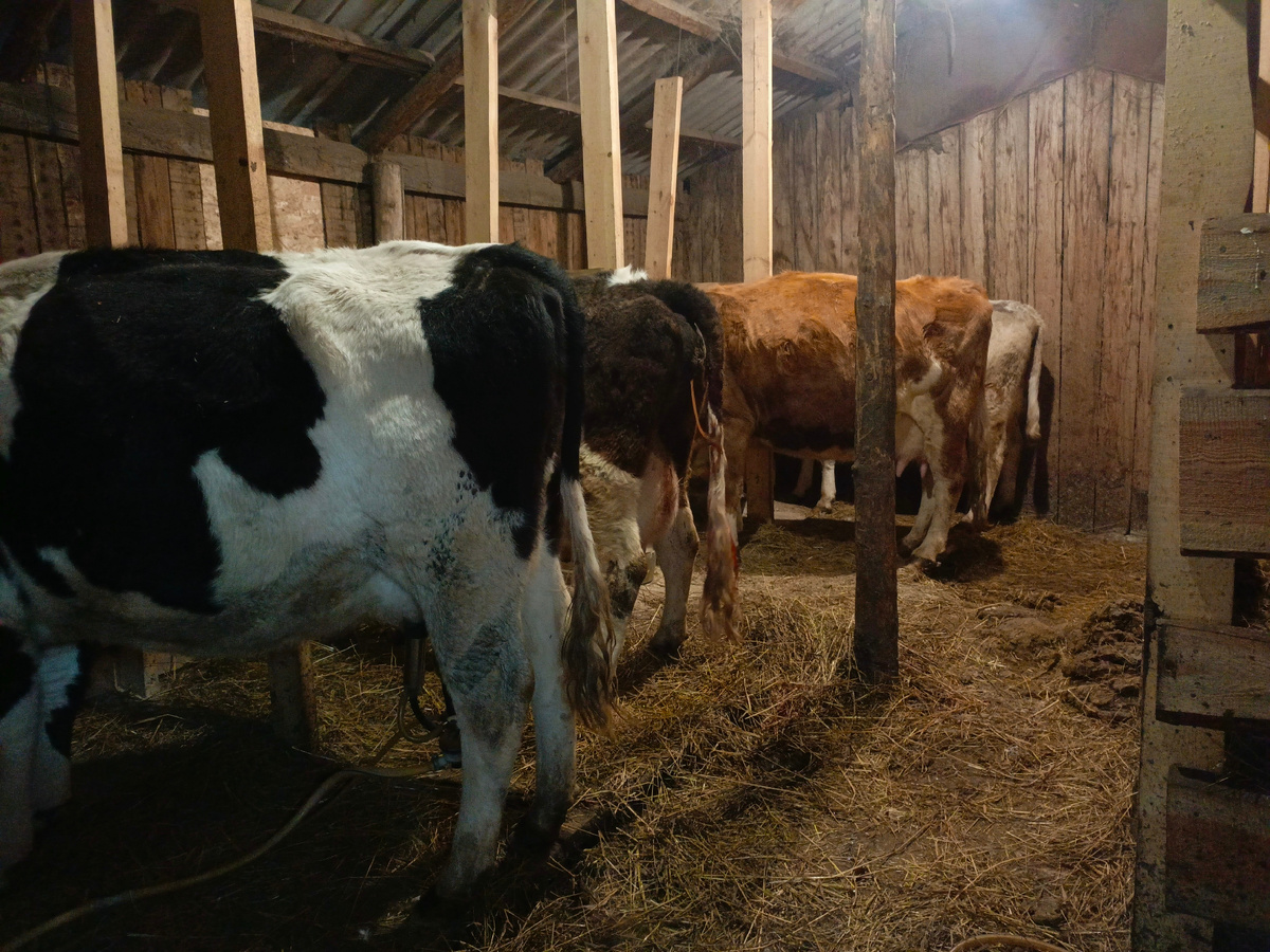 Наши дойные.