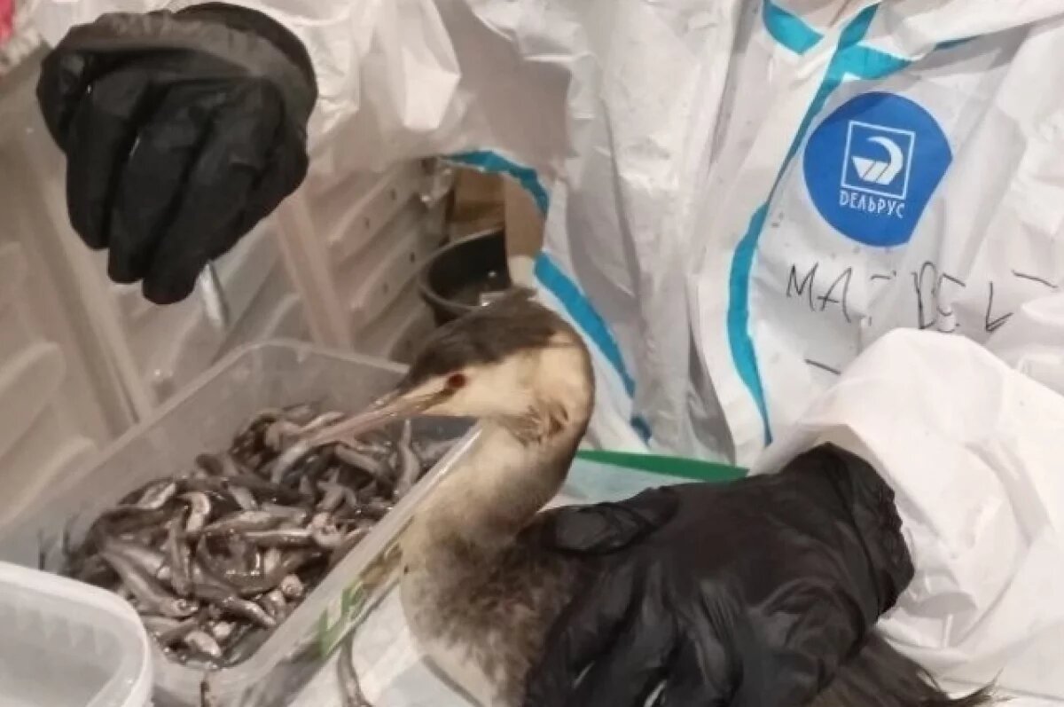    Томские студенты рассказали о помощи птицам, пострадавшим от мазута