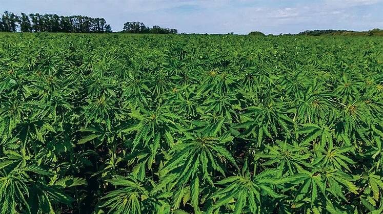     Напиток, масло и муку сделают из конопли