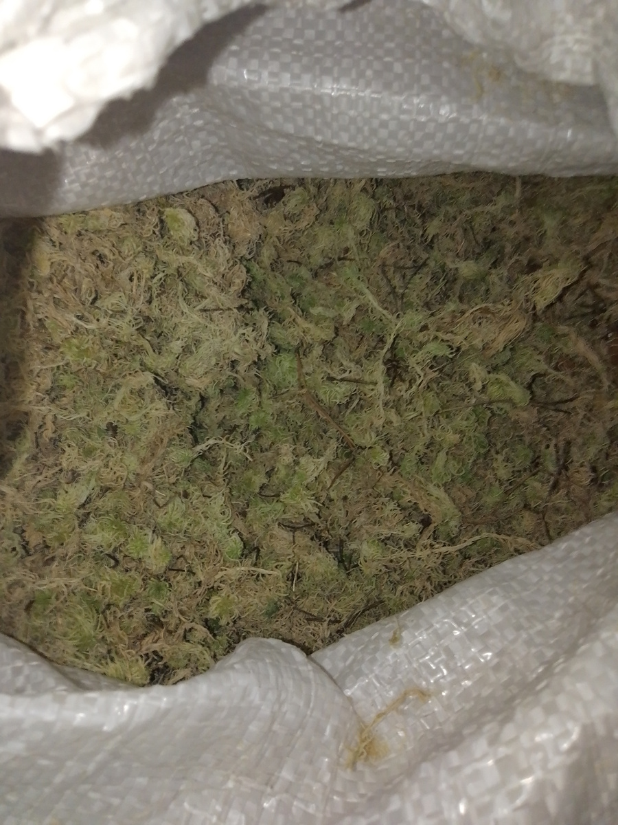 Фото автора. Мох сфагнум 