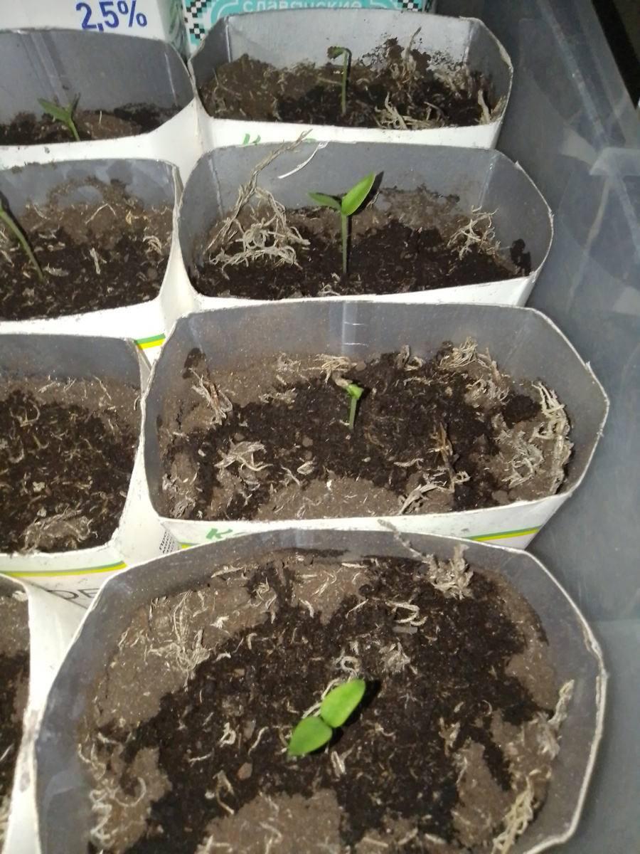 Фото автора. Появились первые листочки