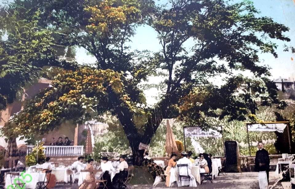 Терраса перед казино с огромной мимозой (ленкоранской акацией).
